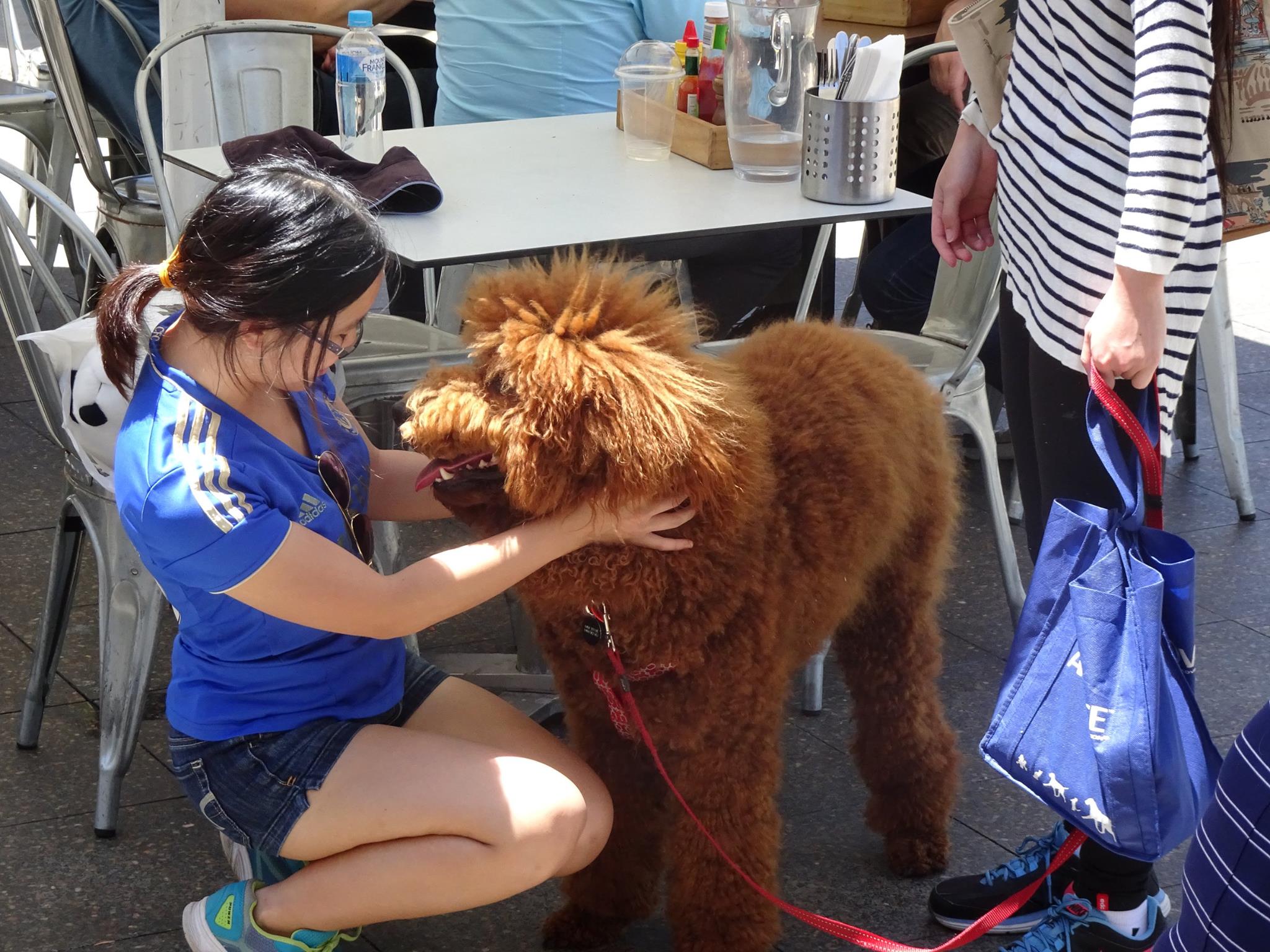 Poodle in Perth