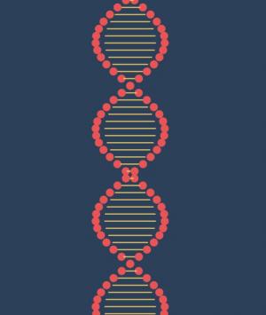 可3D拖拽的JavaScript DNA螺旋图像