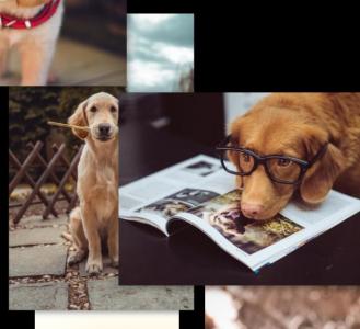 关于CSS3小狗图像上滑屏幕保护程序