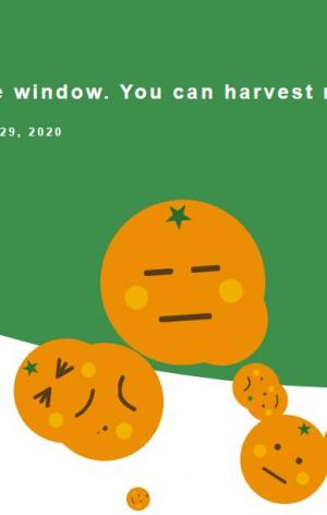 JavaScript和画布创建橙子掉落动画