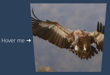 纯CSS3制作悬停时的3D效果鹰图像